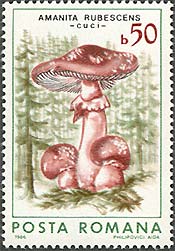 Stamp illustration: Mushrooms