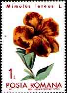 1971. Mimulus.